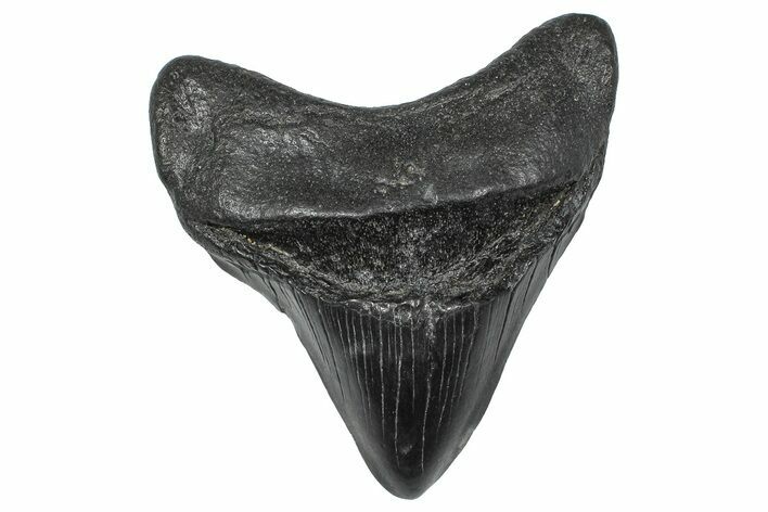 Fossil Megalodon Tooth - South Carolina #346191